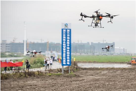 瑞安袁隆平海水稻请来“能手”：1台无人机1分钟播种1亩地