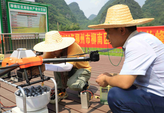 无人机投放赤眼蜂防治水稻螟虫 助力扶贫产业增产增收