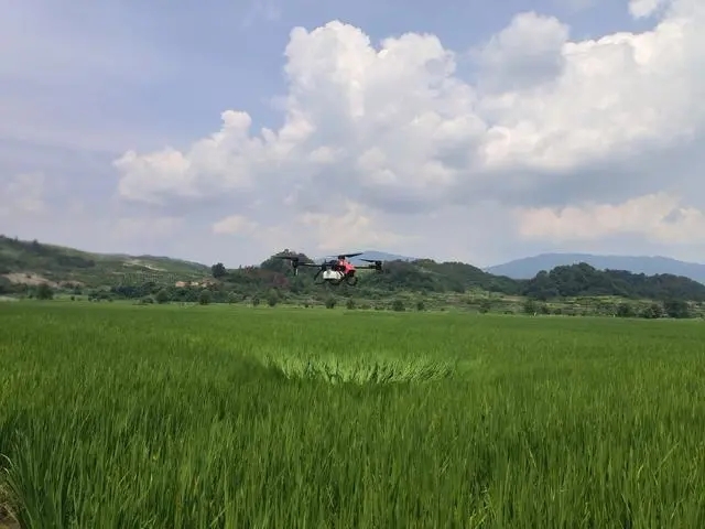 黎平县肇兴镇：植保无人机“飞防”水稻病虫害防治