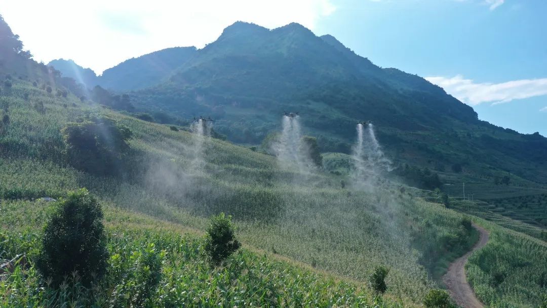 临沧永德：无人机飞防植保 护航夏粮稳产增收