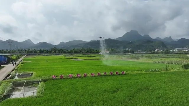 连南：无人机“植保飞防”作业 保障粮食丰产丰收