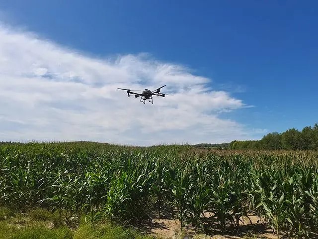 赤峰市林西县：无人机“飞防”显身手 防治病虫害保丰收