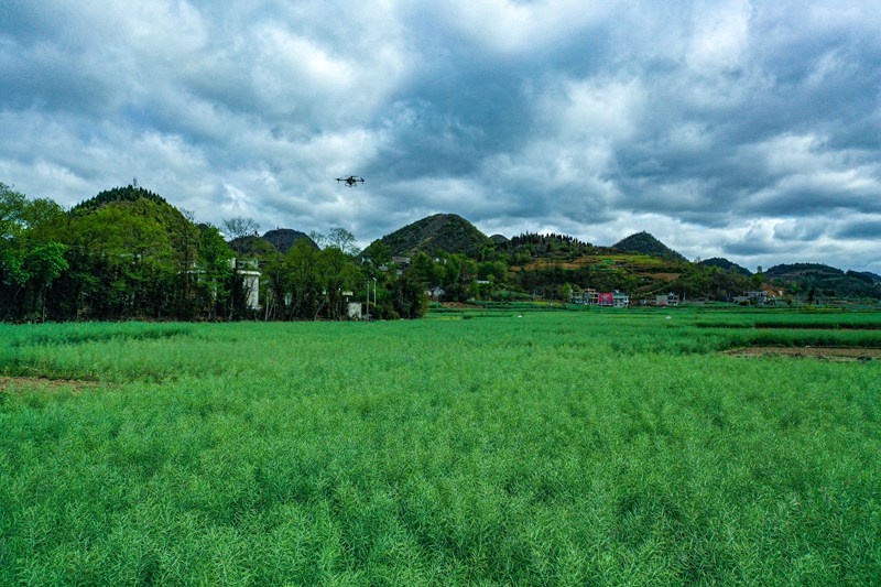 2023年4月6日，在贵州省黔西市锦星镇木渣黑社区“稻油轮作”油菜种植示范田里，技术人员正在遥控无人机给油菜喷洒农药防治蚜虫。 (5)